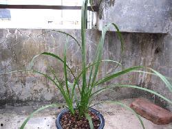 国产草b,绿色生态，引领未来农业发展新潮流